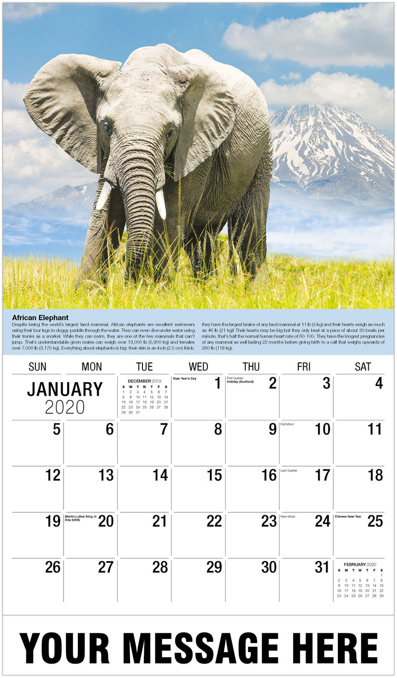 International Wildlife Business Promo Calendar 2020 Promotional Calendars